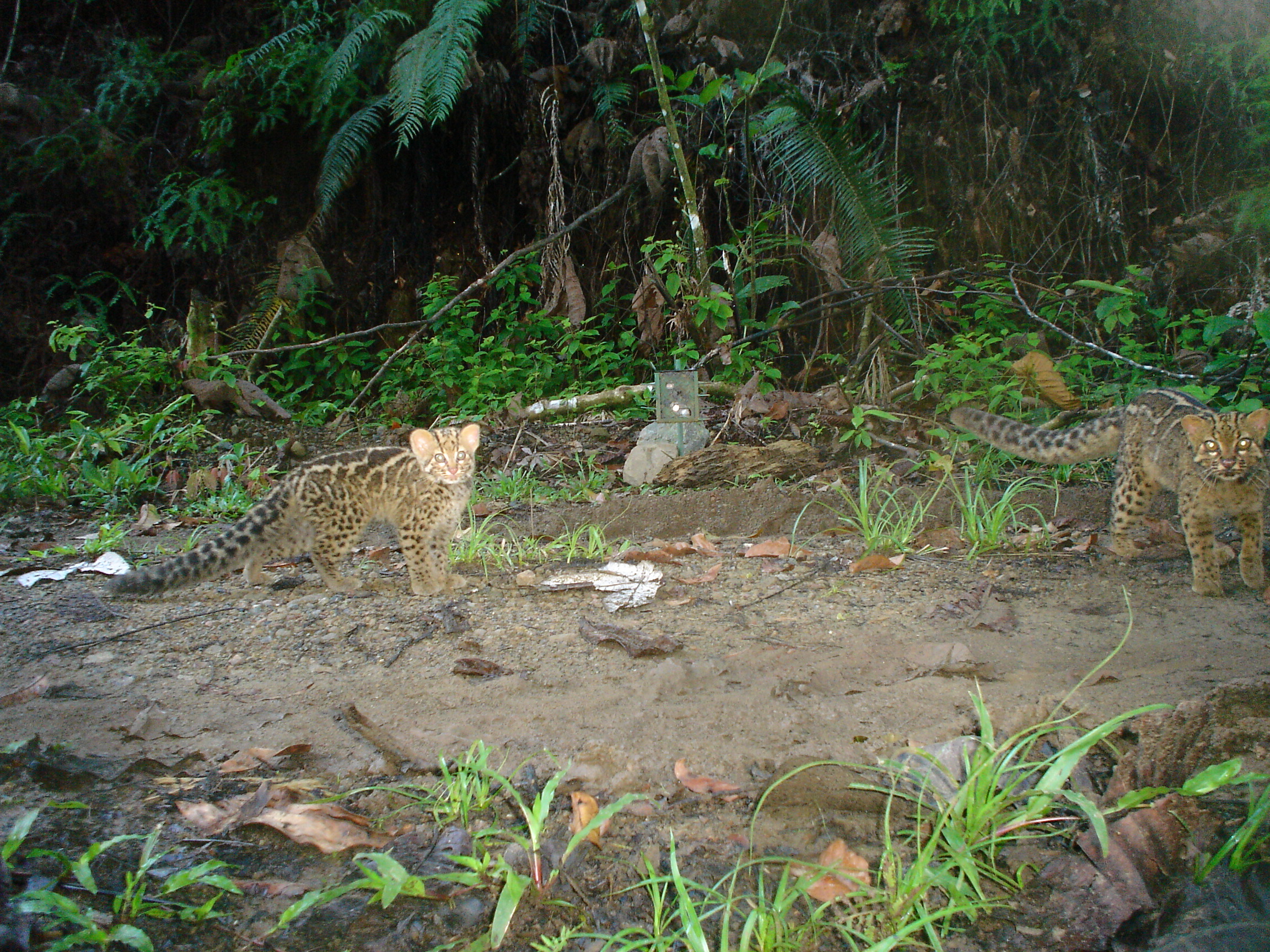 PacificaProperty lion 149