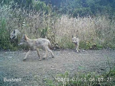 video of the week coyote family in