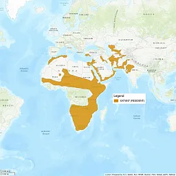 Distribution map shows a view of Africa and the Middle East, with much of Africa shaded in and the coasts of the Arabian Sea shaded in. Some parts of Iran, Pakistan, and India are also shaded.