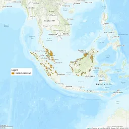 Distribution map is centered on South East Asia. There are a scattering of very small regions shaded across Indonesia, Borneo, and Malaysia; it's clear that the distribution for this cat is very scattered and limited.