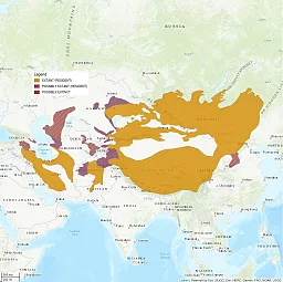 Distribution map centers on Asia, with large swaths of China and Mongolia shaded in, indicating where this cat is a resident. Some parts of Iran, Afghanistan, and Kazakhstan are also shaded in.