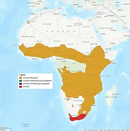 Map shows the African continent. Much of sub-saharan Africa is shaded as being extant, or resident, areas for the serval. Exceptions are the forest regions of the Congo, as well as South Africa. The tip of South Africa is shaded in red, showing that the serval is extinct in that region.